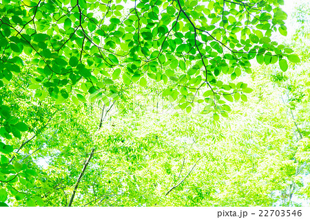爽やかな新緑イメージ 森林 葉っぱ エコロジー 見上げる 植物 春イメージ 文字スペースの写真素材