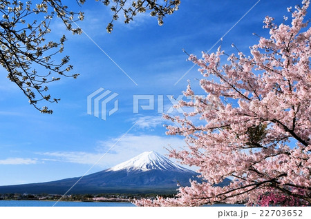 富士山と桜 富士山と桜 22703652