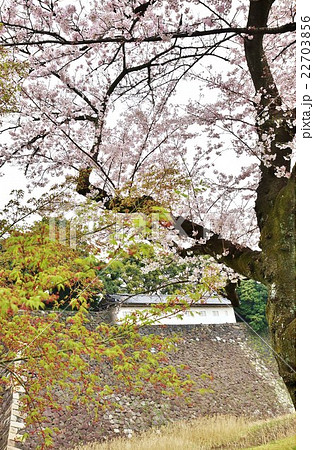 東京案内桜スポット・皇居乾通りから蓮池濠にかかる桜とモミジの花盛り・縦位置 22703856