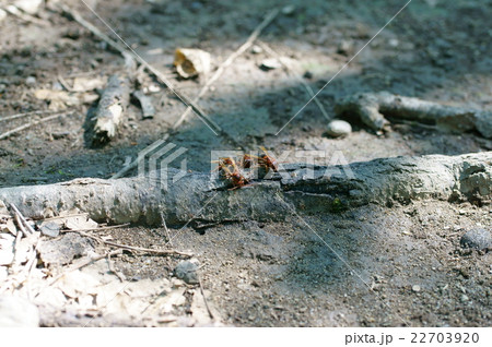 チャイロスズメバチ 22703920