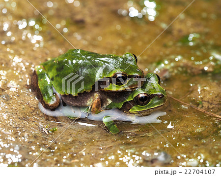 交尾するニホンアマガエルの写真素材