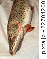 Fresh caught pike 22704200
