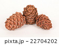 Pine cones on a white background 22704202