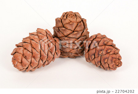 Pine cones on a white background 22704202