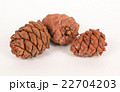 Pine cones on a white background 22704203