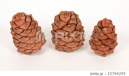 Pine cones on a white background Pine cones on a white background 22704205
