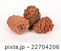 Pine cones on a white background 22704206