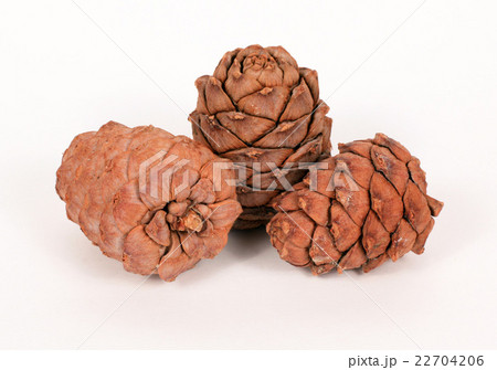 Pine cones on a white background 22704206