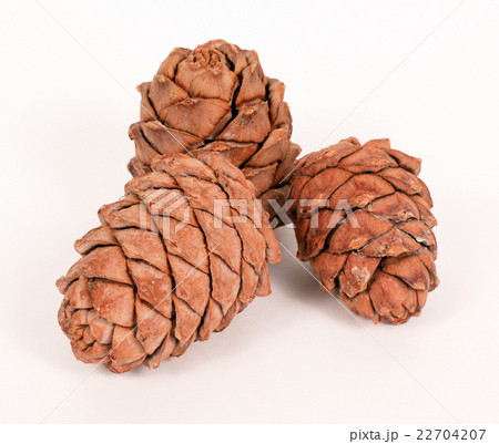Pine cones on a white background Pine cones on a white background 22704207