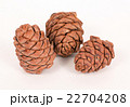 Pine cones on a white background 22704208