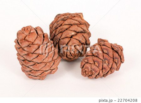 Pine cones on a white background 22704208