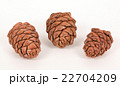 Pine cones on a white background 22704209