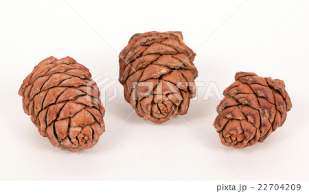 Pine cones on a white background Pine cones on a white background 22704209