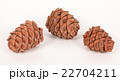 Pine cones on a white background 22704211