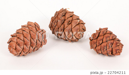 Pine cones on a white background 22704211