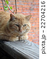 Rustic red cat 22704216