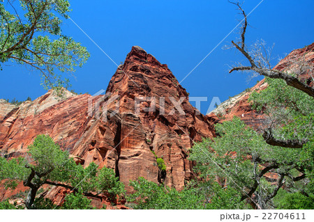 Zion National Park, USA.. 22704611