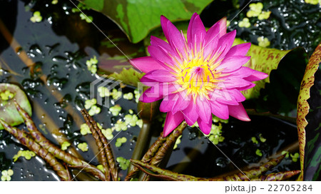Lotus Flower Lotus Flower 22705284