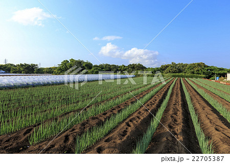 快晴のネギ畑 22705387