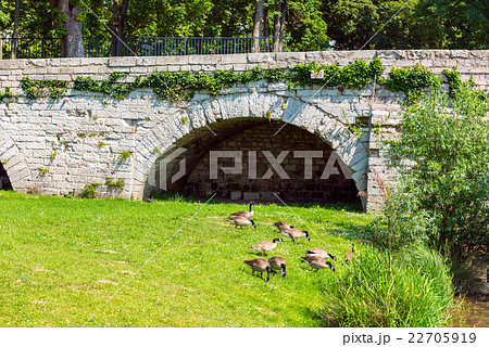 Lots of wild geese searching food on the meadow Lots of wild geese searching food on the meadow 22705919