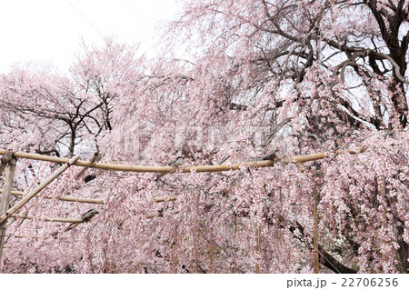 実相寺の桜　 22706256