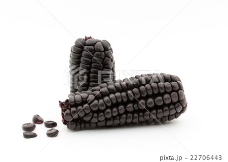 紫トウモロコシ:Purple corn 紫トウモロコシ:Purple corn 22706443