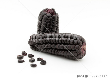 紫トウモロコシ:Purple corn 紫トウモロコシ:Purple corn 22706447