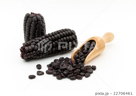 紫トウモロコシ:Purple corn 22706461