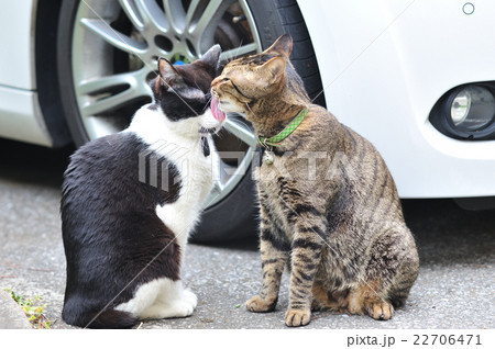 舐め合う猫たちの写真素材
