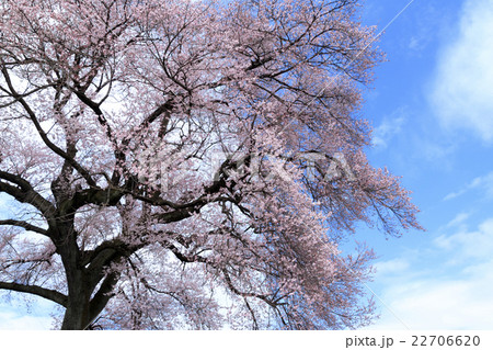 わに塚の桜 22706620