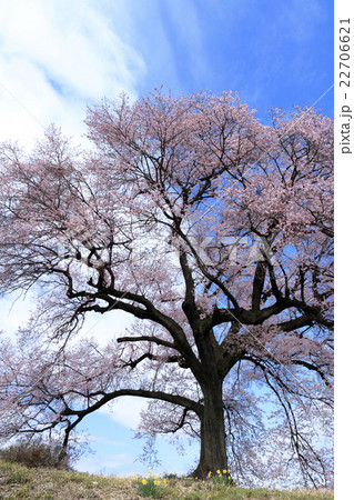 わに塚の桜 22706621