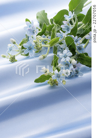 ブルースターとドレープ 22707056