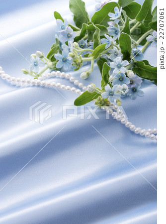 ブルースターと真珠 22707061