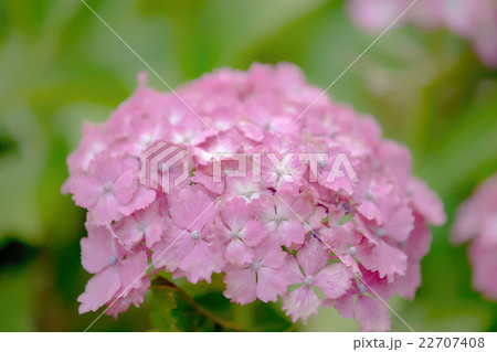 紫陽花 紫陽花 22707408