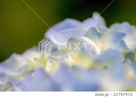 紫陽花 22707410