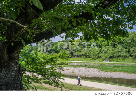 新緑の鴨川 22707600