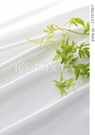 スマイラックス スマイラックス 22707667