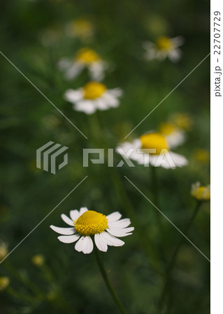 field daisies in a meadow field daisies in a meadow 22707729