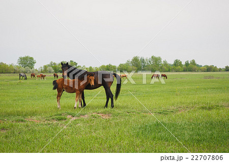 horse with foal horse with foal 22707806