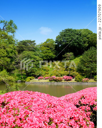 六義園のサツキ（6月）東京都文京区 22707909