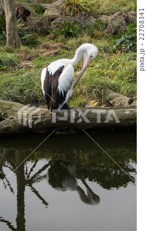 Pelican Cleaning Pelican Cleaning 22708341