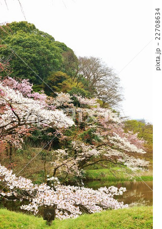 東京案内桜スポット・道灌濠に咲きかかる色とりどりの桜と素朴なお濠の佇まい・縦位置 22708634