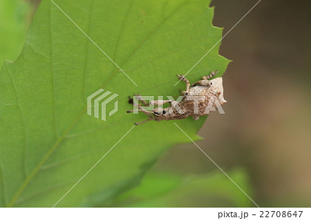 生き物　昆虫　シロコブゾウムシ、白くてゴツゴツした体の大きめのゾウムシ。すぐ死んだふりをします 22708647