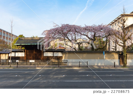 有栖川宮旧邸の枝垂れ桜 有栖川宮旧邸の枝垂れ桜 22708675