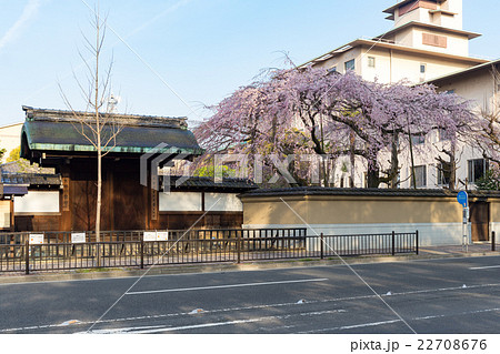 有栖川宮旧邸の枝垂れ桜 22708676