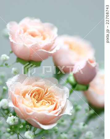 ピンクのバラとかすみ草の花束の写真素材