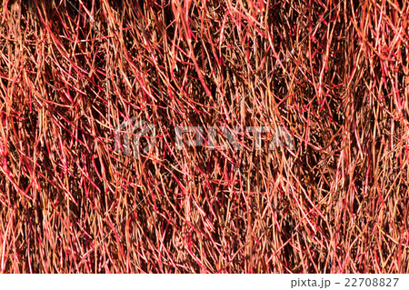 Puhutukawa Texture 22708827