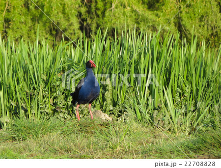 Pukeko 22708828