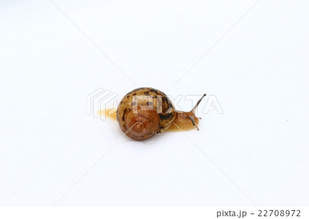 ウスカワマイマイ 22708972