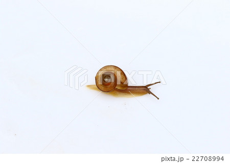 オナジマイマイ 22708994